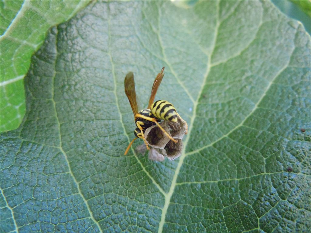 Polistes dominulus in costruzione nido?